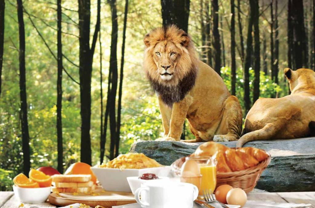 BREAKFAST WITH THE LIONS