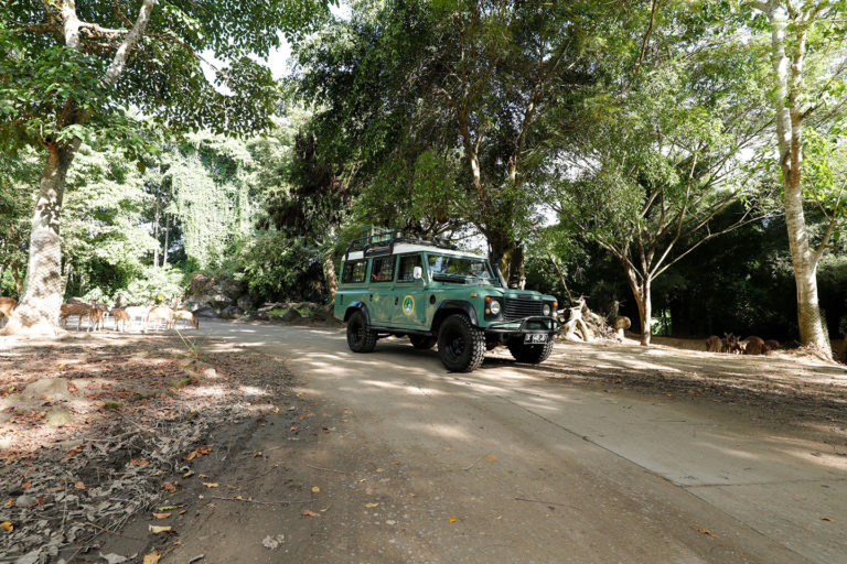 4 x 4 Safari