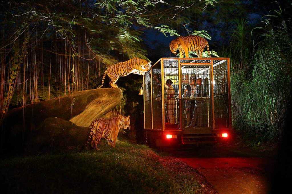 The Night Safari